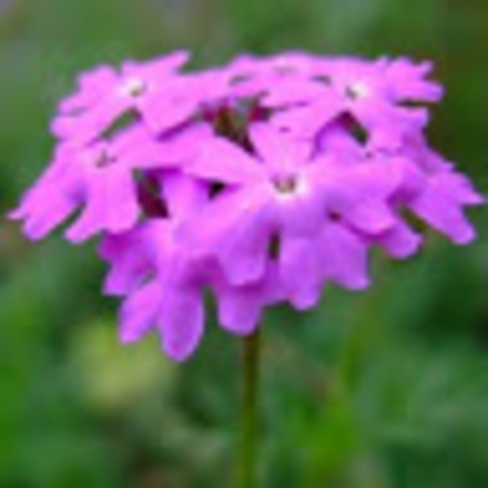 Meet your Posher, Jillian